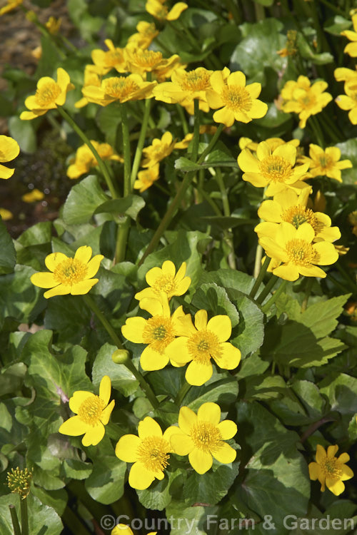 Kingcup or Marsh. Marigold (<i>Caltha palustris</i>), a spring-flowering ranunculus-like perennial with a preference for damp to wet soil. It occurs over much of the temperate Northern Hemisphere. caltha-2630htm'>Caltha.