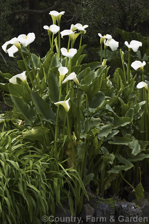 White Arum or Calla. Lily (<i>Zantedeschia aethiopica</i>), a South African perennial that grows to around 15m high with leaves to 40cm long. In mild climates it is evergreen and flowers year-round.