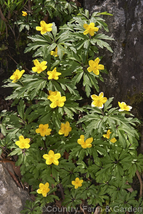 Anemone ranunculoides, a small, spring-flowering perennial that is widespread in Europe except for the Mediterranean region. Order: Ranunculales, Family: Ranunculaceae