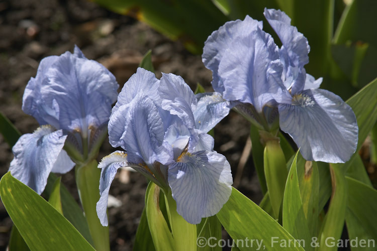 Iris 'Real. Coquette', an early-flowering dwarf bearded iris cultivar.