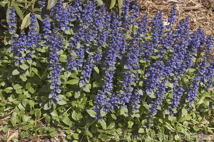 Ajuga reptans 'Catlin's Giant', a New Zealand -raised cultivar of the common bugle, a quick growing Eurasian ground cover perennial that flowers from spring into early summer. ajuga-2272htm'>Ajuga.