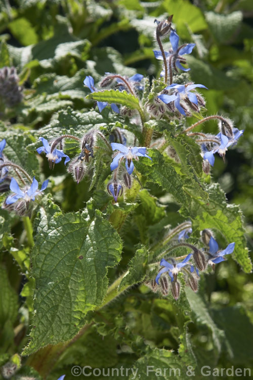 Borage (<i>Borago officinalis</i>). This hardy annual, usually cultivated in perennial herb gardens, grows very quickly and is popular with beekeepers as a nectar source, has medicinal uses and the leaves can be used in salads. borago-2604htm'>Borago.