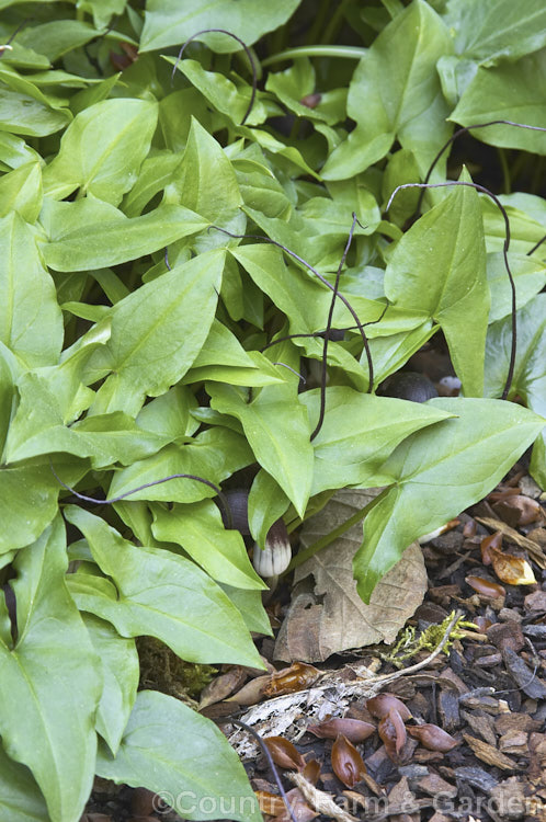 Mouse Plant (<i>Arisarum proboscideum</i>), a rhizome-rooted, spring-flowering perennial native to Spain and Italy. The flowers are largely hidden among the leaves but the elongated tips of the spathes emerge, rather like mouse tails disappearing into the foliage. Order: Alismatales, Family: Araceae