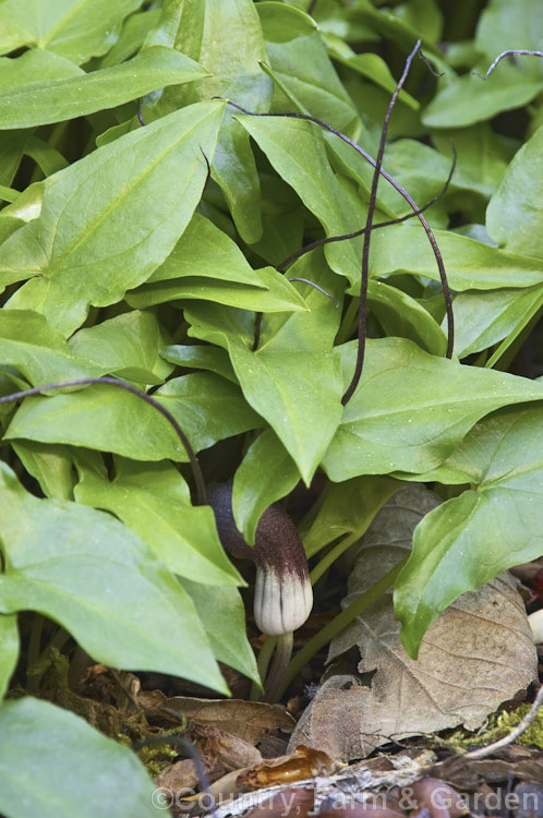 Mouse Plant (<i>Arisarum proboscideum</i>), a rhizome-rooted, spring-flowering perennial native to Spain and Italy. The flowers are largely hidden among the leaves, but the elongated tips of the spathes emerge, rather like mouse tails disappearing into the foliage. Order: Alismatales, Family: Araceae