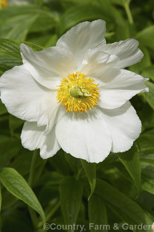 Paeonia emodi, an herbaceous peony found in the western Himalayas at around 1500-3200m altitude. It grows to 75cm high with flowers up to 12cm in diameter. paeonia-2089htm'>Peony. <a href='paeoniaceae-plant-family-photoshtml'>Paeoniaceae</a>.