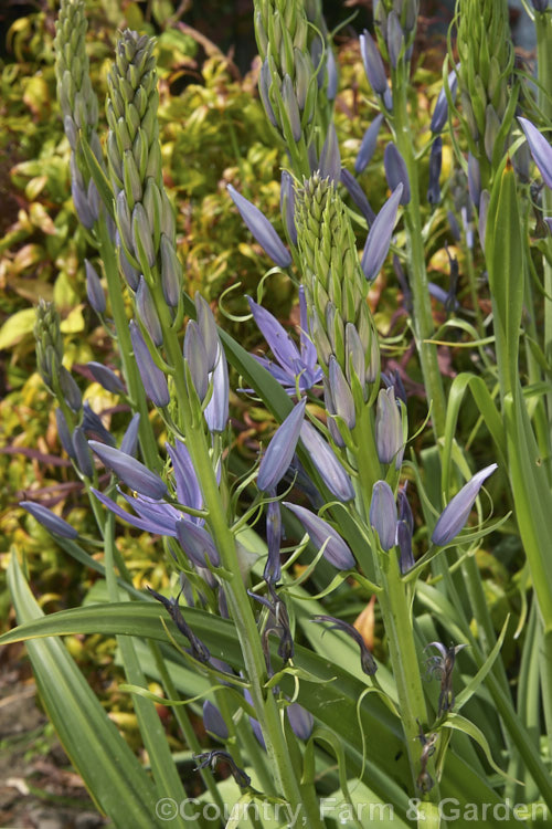 Camassia leichtlinii, a spring-flowering bulbous-rooted perennial native to western North America. The flower stems are up to 13m tall and the foliage is near-evergreen in mild climates. The flower colour ranges from white through lavender to steel blue