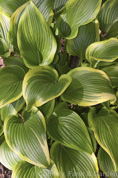 Gold-variegated. Oba-giboshi (<i>Hosta montana forma aureomarginata</i>), a form of a Japanese herbaceous perennial in which the leaves are gold-edged and narrower than the species. hosta-2110htm'>Hosta.