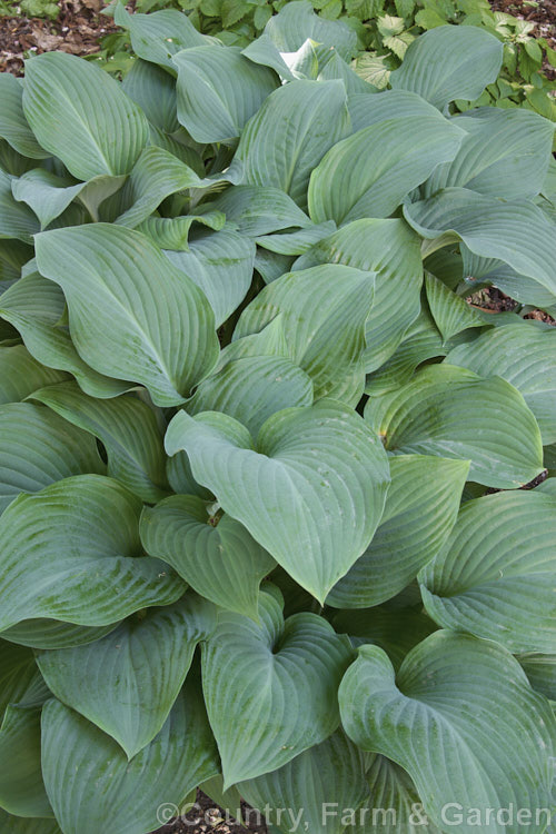 Hosta 'Krossa. Regal', this hybrid has rather erect stems, forming a vase-shaped plant with pointed blue-green leaves. Its flower stems can be well over 1m tall and bear lavender flowers. hosta-2110htm'>Hosta.