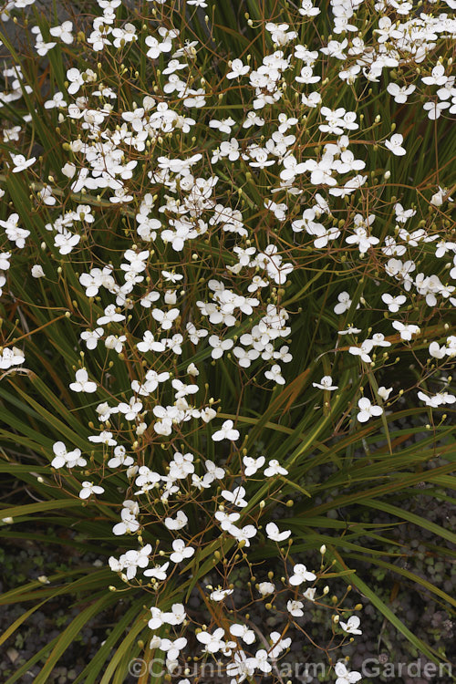 Libertia grandiflora 'Gentle Annie', a heavy-flowering form of the New Zealand Iris, an evergreen perennial found over much of New Zealand Order: Asparagales, Family: Iridaceae