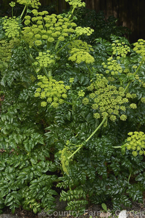 Angelica pachycarpa, an evergreen or near-evergreen spring-flowering perennial cultivated for its very glossy foliage, which is sometimes used as an ornamental garnish