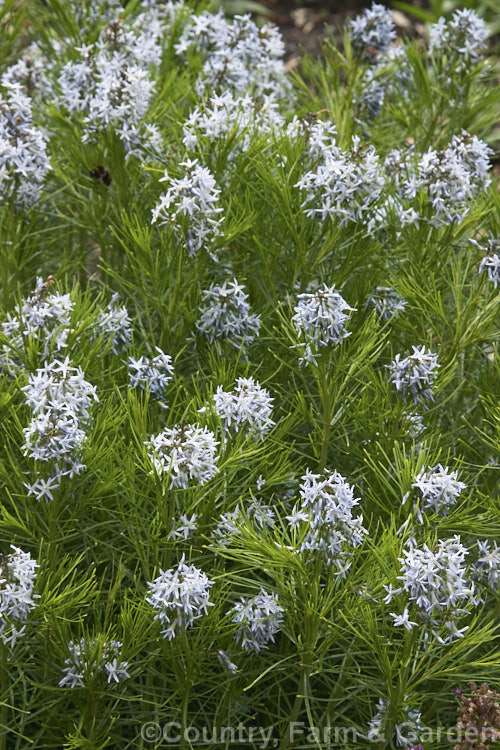 Fringed Bluestar (<i>Amsonia ciliata</i>), a late spring- to early summer-flowering perennial native to the southeastern United States. It grows from 30-90cm high with narrow leaves that are downy when young. Order: Gentianales, Family: Apocynaceae