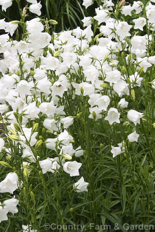 Campanula persicifolia 'Alba', a white-flowered form of the peach-leaved bellflower, an upright, rosette-forming perennial native to mountains of western and central Europe. The flower stems are up to 90cm tall. Order: Asterales, Family: Campanulaceae