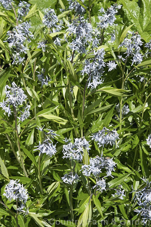 Eastern Bluestar (<i>Amsonia tabernaemontana</i>), a 1m tall, multi-stemmed, clump-forming perennial native to the south-eastern United States. It flowers from late spring. Order: Gentianales, Family: Apocynaceae