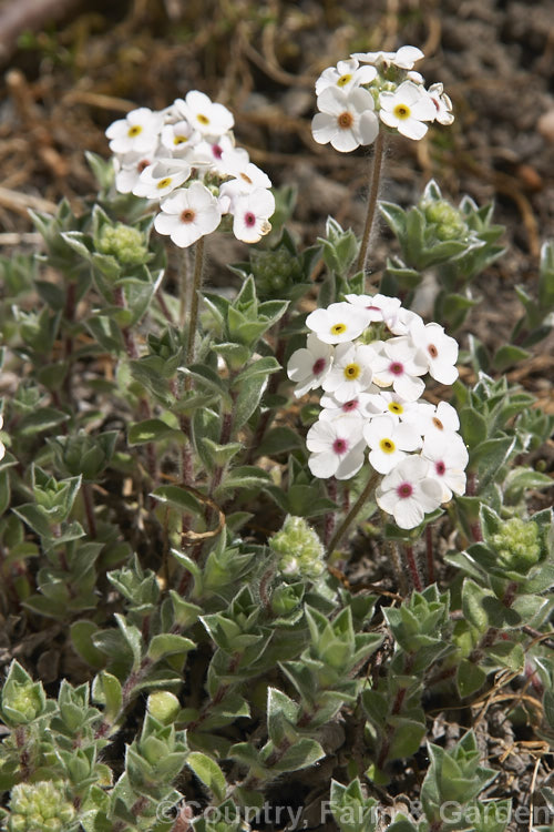 Androsace lanuginosa, a creeping, summer-flowering Himalayan perennial. The foliage is covered in fine hairs, giving it a silvery sheen. Order: Ericales, Family: Primulaceae