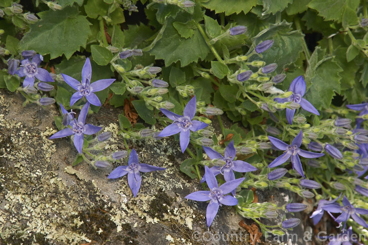 Campanula garganica 'Blue Diamond', a low, sprawling, early summer-flowering bellflower popular for use in rockeries or spilling over banks and walls. The parent species, the Adriatic bellflower, is found in southern Europe. Order: Asterales, Family: Campanulaceae