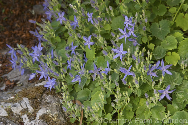 Campanula garganica 'Blue Diamond', a low, sprawling, early summer-flowering bellflower popular for use in rockeries or spilling over banks and walls. The parent species, the Adriatic bellflower, is found in southern Europe. Order: Asterales, Family: Campanulaceae