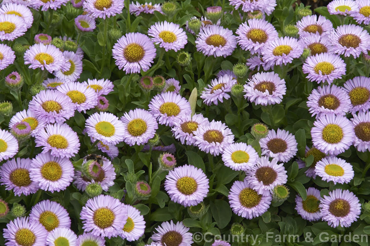 Alpine Aster (<i>Aster alpinus</i>), a spreading perennial that can mound to 25cm tall and which flowers heavily in late spring and summer. Cultivated forms occur in pink, mauve and purple shades and white. aster-2378htm'>Aster.