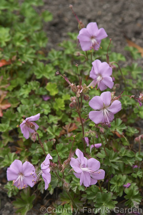 Geranium dalmaticum, a small, trailing, late spring- to early summer-flowering perennial native to the southwestern Balkans and Albania. It is often cultivated as a rockery plant. Order: Geraniales, Family: Geraniaceae