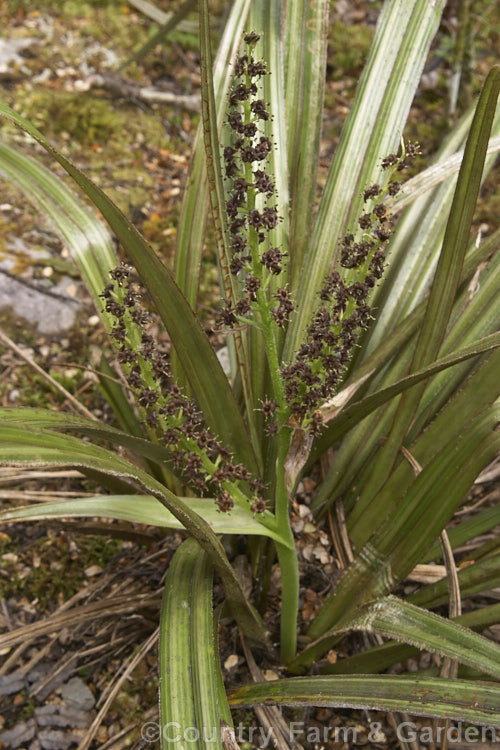 Common Astelia (<i>Astelia nervosa</i>) with Astelia chathamica in the background. Found naturally over most of New Zealand, the Common Astelia can be found from near sea-level to around 1500m altitude. There are separate male and female plants. astelia-2377htm'>Astelia. <a href='asteliaceae-plant-family-photoshtml'>Asteliaceae</a>.