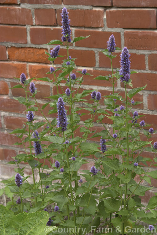 Korean Mint (<i>Agastache rugosa</i>), a summer-flowering perennial native to Korea, China and Japan. It grows to around 1.2m tall and is sometimes used a mint substitute and in herbal teas. Order: Lamiales, Family: Lamiaceae