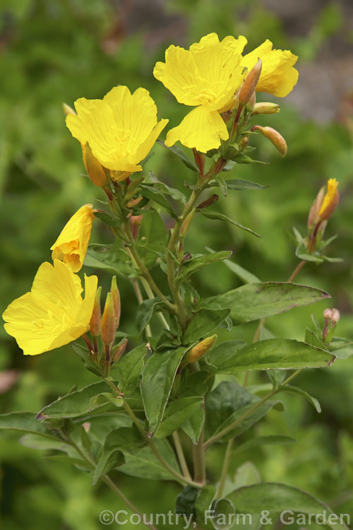 Sundrops (<i>Oenothera fruticosa var. glauca [syn. Oenothera tetragona var. fraserii]), a slightly glaucous form of a summer-flowering biennial or short-lived perennial native to eastern North America. oenothera-3186htm'>Oenothera. <a href='onagraceae-plant-family-photoshtml'>Onagraceae</a>.