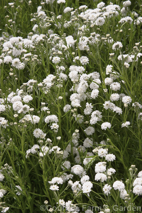 <i>Achillea ptarmica</i> 'The Pearl' (syns 'Boule de Neige' 'Schneeball'), a double-flowered cultivar of a summer-blooming. European perennial commonly known as sneezewort. Order: Asterales, Family: Asteraceae