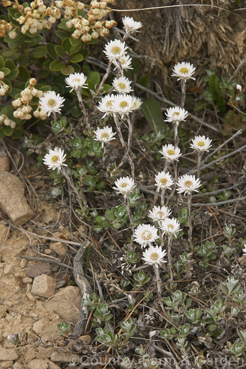 Anaphalioides bellidioides (syn. Helichrysum bellidioides</i>), a mainly summer-flowering everlasting daisy native to the mountains of New Zealand It is sometimes cultivated as a rockery plant. Order: Asterales, Family: Asteraceae