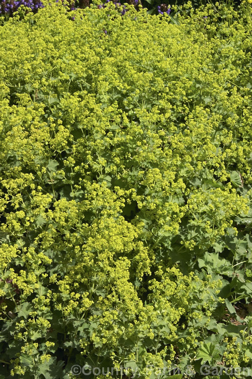 Alchemilla glaucescens, a low, spreading, summer-flowering perennial found from Ireland to Russia. Alchemilla erythropoda is similar but has bluer leaves that are more deeply divided. alchemilla-2275htm'>Alchemilla.