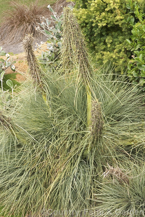 Common Speargrass (<i>Aciphylla squarrosa</i>), a fiercely spiny, summer-flowering perennial native to New Zealand and found mainly in subalpine grasslands. It is evergreen in mild conditions. Order: Apiales, Family: Apiaceae