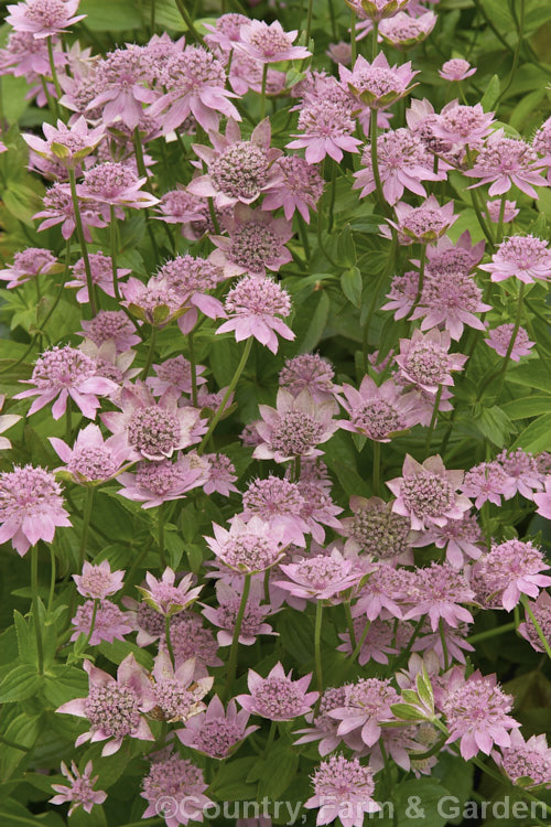 Masterwort (<i>Astrantia maxima</i>), a summer-flowering perennial, 90cm high in flower, native to southern Europe and the Caucasus astrantia-2384htm'>Astrantia.