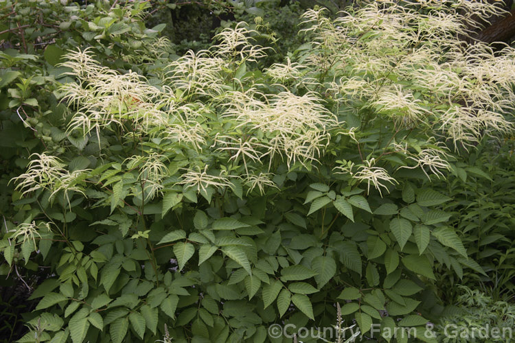 Goat's Beard (<i>Aruncus dioicus</i>), a 2m tall, summer-flowering herbaceous perennial found from central Europe to western Russia and the Caucasus In general appearance, it is like a giant. Astilbe