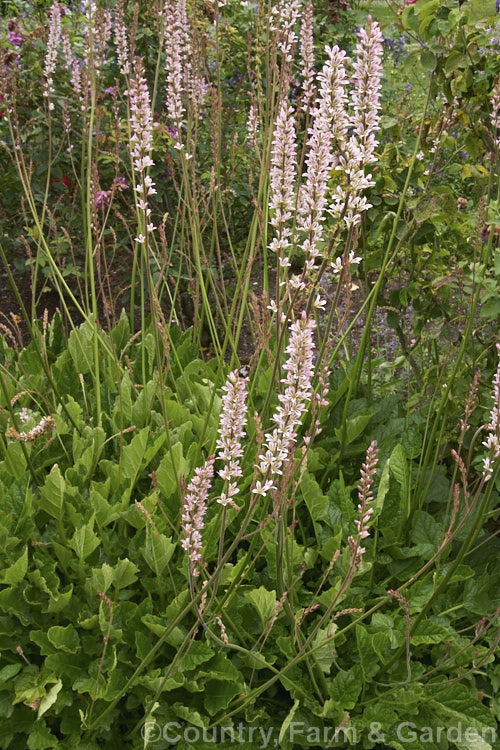 Bridal. Wreath (<i>Francoa ramosa</i>), a late spring- to summer-floweringChilean perennial. It develops into a large clump of basal foliage with flower stems to 90cm tall francoa-2989htm'>Francoa. <a href='francoaceae-plant-family-photoshtml'>Francoaceae</a>.