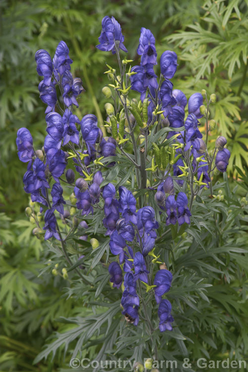 Monkshood or Friar's Cap (<i>Aconitum napellus</i>), a summer- to autumn-flowering perennial that occurs naturally over much of the northern temperate region. Order: Ranunculales, Family: Ranunculaceae