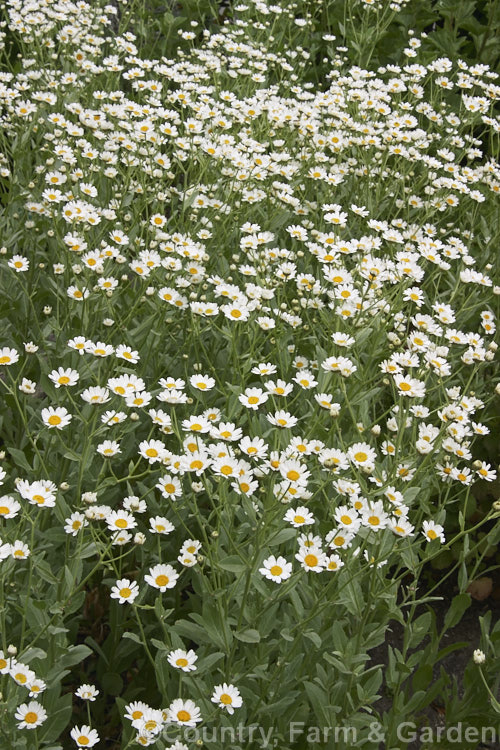 Alecost, Costmary or Camphor (<i>Tanacetum balsamita [syns. Balsamita major, Chrysanthemum balsamita]), a 30-80cm high, summer-flowering, Eurasian, rhizomatous perennial herb. tanacetum-2130htm'>Tanacetum.