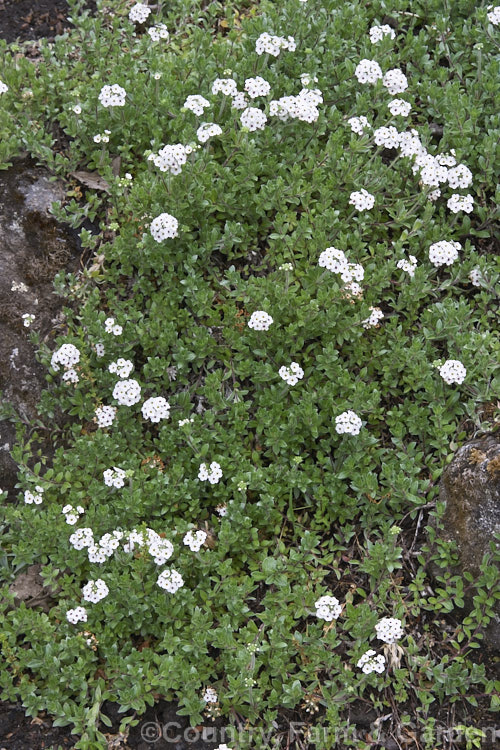 Androsace lanuginosa, a creeping, summer-flowering Himalayan perennial. The foliage is covered in fine hairs, giving it a silvery sheen. Order: Ericales, Family: Primulaceae