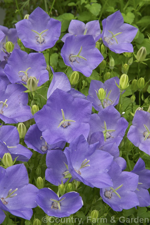 Tussock Bellflower (<i>Campanula carpatica</i>), a late spring- to summer-flowering, mound-forming perennial native to the Carpathian. Mountains. It is popular for both perennial borders and rockeries. Order: Asterales, Family: Campanulaceae