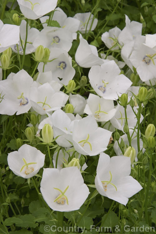 Campanula carpatica 'Alba', a white-flowered form of the Tussock Bellflower, a late spring- to summer-flowering, mound-forming perennial native to the Carpathian. Mountains. It is popular for both perennial borders and rockeries. Order: Asterales, Family: Campanulaceae