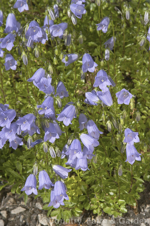 Fairy Thimbles (<i>Campanula cochleariifolia [syn. Campanula pusilla]), a tuft-forming, creeping, summer-flowering European perennial often grown in rockeries. Order: Asterales, Family: Campanulaceae