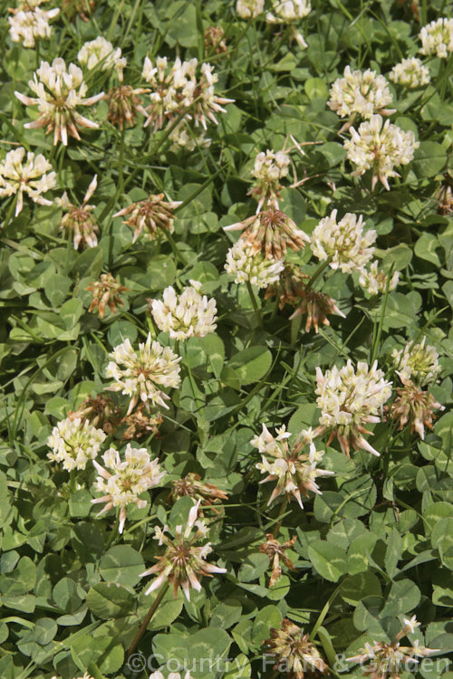 White Clover (<i>Trifolium repens</i>), a European species widely grown in pastures as fodder, for its nitrogen fixing properties and for honey production. trifolium-3369htm'>Trifolium.
