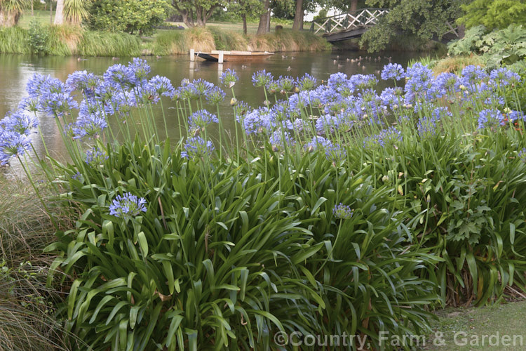 <i>Agapanthus praecox</i>, a fleshy-rooted, summer-flowering perennial native to southern Africa. It has flower stems up to 1.2m tall and soon forms a large foliage clump. Order: Asparagales, Family: Amaryllidaceae