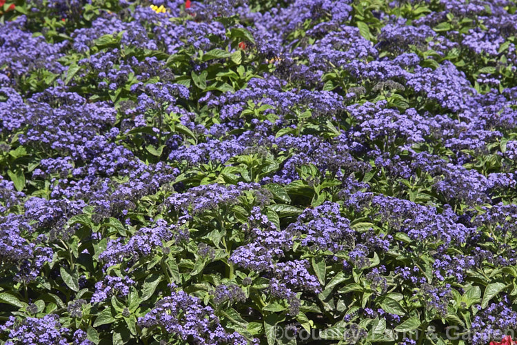 Cherry Pie or Heliotrope (<i>Heliotropium arborescens</i>), a perennial or subshrub that can reach 2m tall. Native to Peru, it is frost-tender and often treated as a summer annual. Order: Boraginales, Family: Boraginaceae