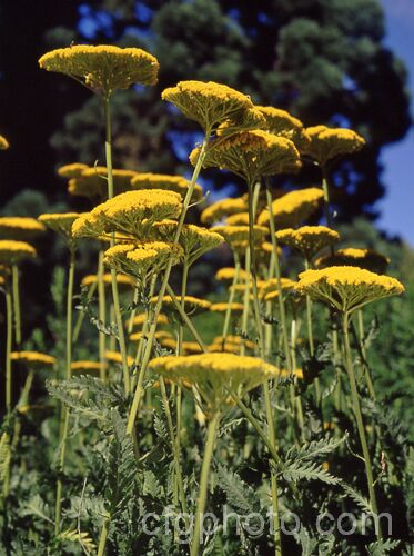 Fernleaf Yarrow (<i>Achillea filipendulina</i>), a 60cm-15m tall summer-flowering herbaceous perennial found from the Caucasus to Afghanistan. Many garden hybrids have this species in their parentage. Order: Asterales, Family: Asteraceae