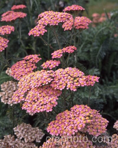 <i>Achillea</i> 'Salmon Beauty' (syn 'Lachsschoenheit'), one of the Galaxy series hybrids between <i>Achillea millefolium</i> and <i>Achillea</i> 'Taygetea'. It grows to around 75cm tall and bears strong stemmed flowers in summer. Order: Asterales, Family: Asteraceae