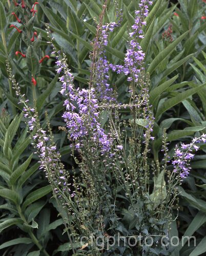 Campanula bononiensis, native to eastern Europe and the western Caucasus, this summer-flowering perennial has an upright habit and grows to around 1m tall. Order: Asterales, Family: Campanulaceae