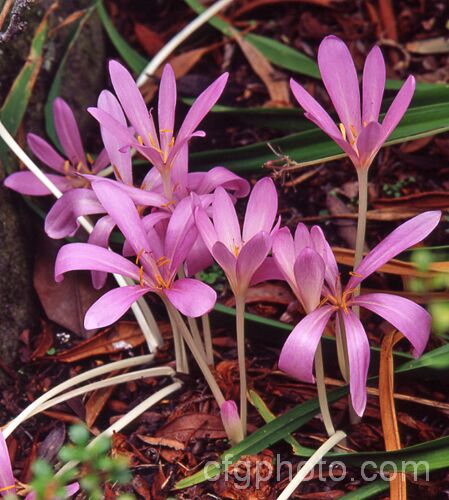 <i>Colchicum cilicicum</i>, an autumn-flowering bulb native to Turkey, Syria and Lebanon. It has 30-40cm long, rather fleshy leaves that appear after the flowers. Order: Liliales, Family: Colchicaceae