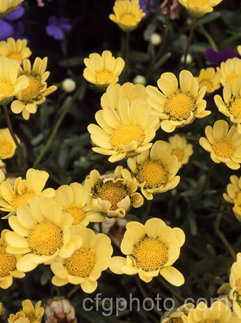 Coleostephus multicaulis (syn. Chrysanthemum multicaule</i>) 'Goblin', a low-growing annual that in mild climates sometimes behaves as a short-lived perennial. Order: Asterales, Family: Asteraceae