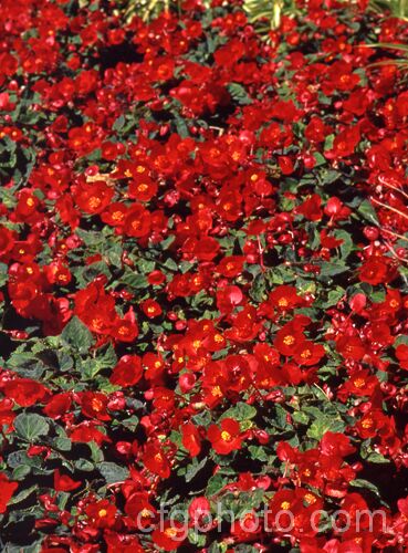 <i>Begonia x tuberhybrida</i> Multiflora Group x Red, known as Flamboyant Begonias, these small tuberous hybrids are often used for summer bedding displays. Order: Cucurbitales, Family: Begoniaceae