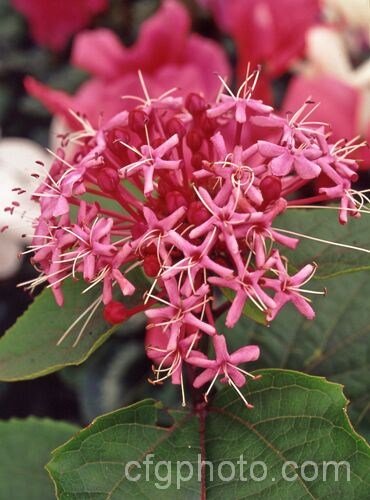 Clerodendrum bungei (syn. Clerodendrum foetidum</i>) 'Sweetfleur', a particularly fragrant deeply coloured form of the Glory. Flower, a suckering evergreen 2m high shrub native to China and northern India clerodendrum-2284htm'>Clerodendrum.