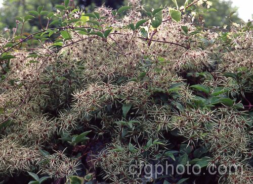 Seedheads of Old Man's Beard (<i>Clematis vitalba</i>), a European and western Asian deciduous climber that has become a noxious weed in New Zealand Large, grey, fluffy seed heads follow the flowers.