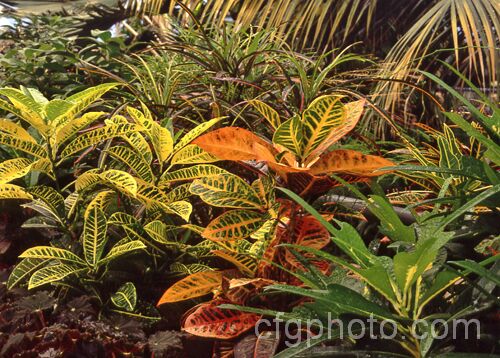 Assorted forms of Croton (<i>Codiaeum variegatum</i>). The brightly-foliaged crotons are native to southern India, Sri. Lanka and Malaya and are widely grown as house plants. codiaeum-2224htm'>Codiaeum. <a href='euphorbiaceae-plant-family-photoshtml'>Euphorbiaceae</a>.